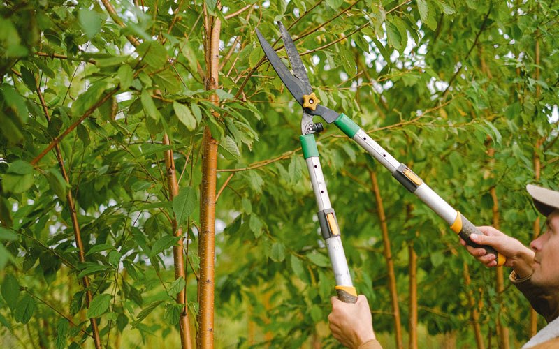 Tree trimming in Plum City, WI